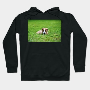 Welpen I / Swiss Artwork Photography Hoodie